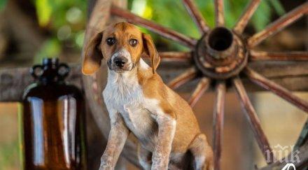 октомври проверени 350 собственика домашни кучета столицата