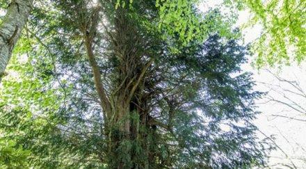 старото дърво турция 4115 години