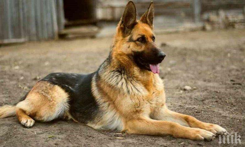 Учени разкриха богатата история на кучетата