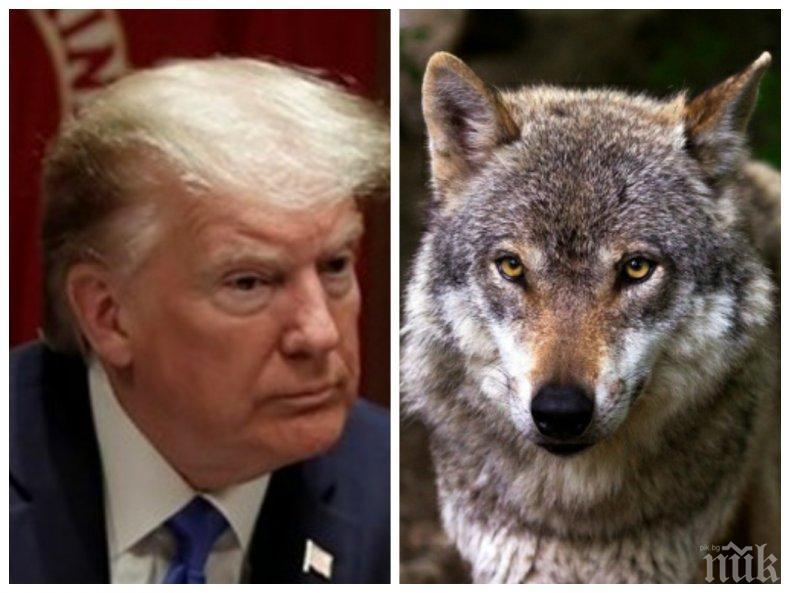 Тръмп извади вълците от списъка на защитените видове в САЩ