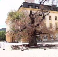 сливен правят анкета съдбата стария бряст