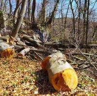 Конфискуваха 30 кубика незаконно добити дърва за огрев