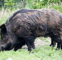 БАБХ установи 23 положителни проби за Африканска чума от началото на сезона за групов лов на дива свиня

