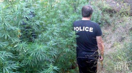 пращат съд плантатор отглеждал коноп