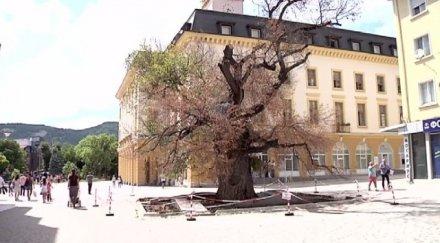 сливен правят анкета съдбата стария бряст