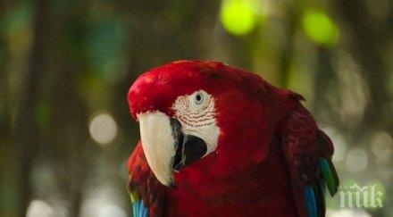 говорещ папагал спаси собственика смърт пожар