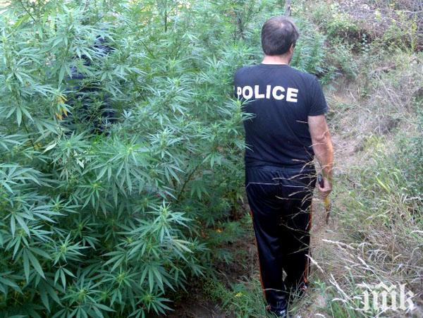 Пращат на съд плантатор, отглеждал коноп