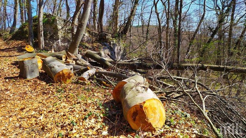Конфискуваха 30 кубика незаконно добити дърва за огрев