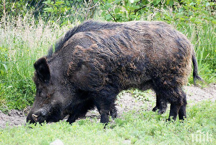БАБХ установи 23 положителни проби за Африканска чума от началото на сезона за групов лов на дива свиня

