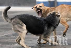 ПРИСЪДА: Велико Търново плаща на дете, ухапано от бездомно куче