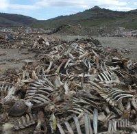 Камари животински кости овоняха бургаския хълм Шилото