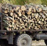 Започват проверки за незаконна сеч в горите в Карловско