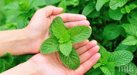 полезно ментовото масло облекчава дишането