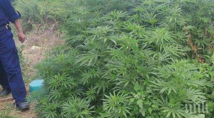 задържаха софиянец наркооранжерия мизия