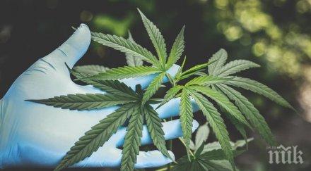 задържаха двама пласьори марихуана сливен