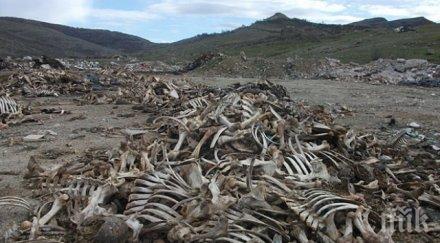 камари животински кости овоняха бургаския хълм шилото