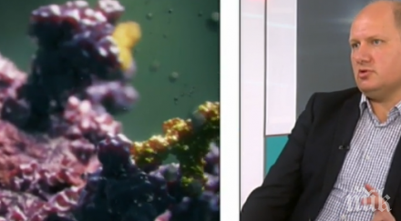 имунолог обясни предпазени covid етноси безсмислени твърдите мерки