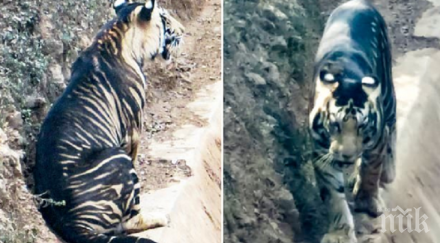 уникално фотограф засне черен тигър света такива