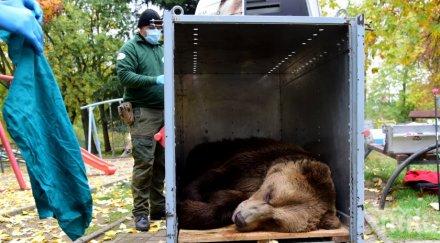 мечокът теди пристигна северна македония белица прекараха гърция
