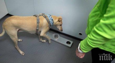 хит кучетата откриват коронавируса pcr тестовете