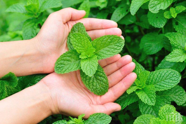 ПОЛЕЗНО: Ментовото масло облекчава дишането