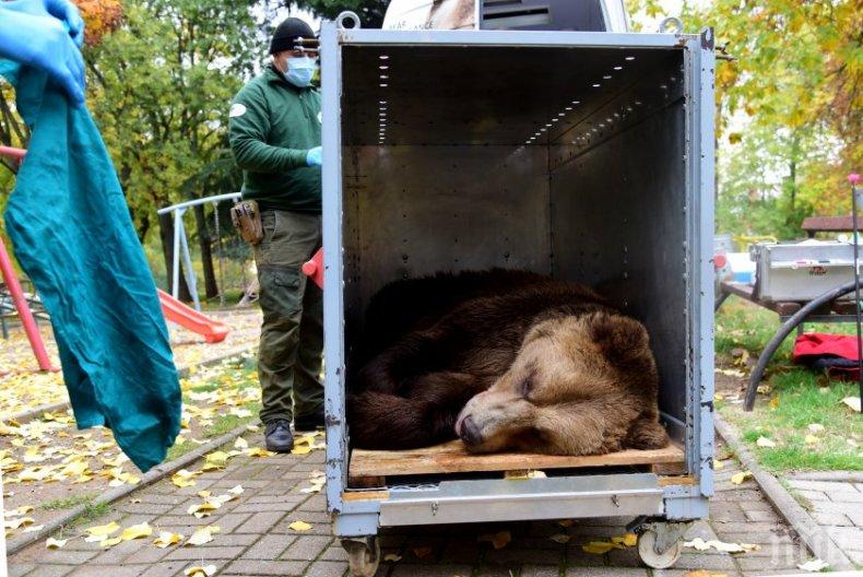 Мечокът Теди пристигна от Северна Македония в Белица, прекараха го през Гърция