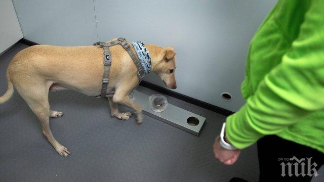 ХИТ: Кучетата откриват коронавируса по-бързо от PCR тестовете