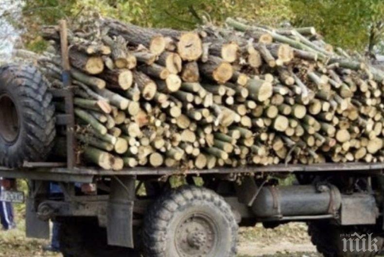 Започват проверки за незаконна сеч в горите в Карловско