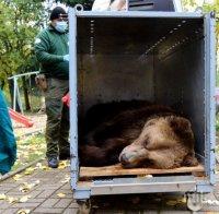 Докараният от Северна Македония мечок направи първите си стъпки в парк 