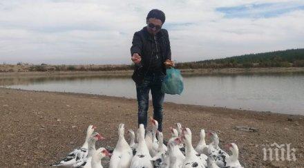 драма чакали погубиха пилетата милко калайджиев