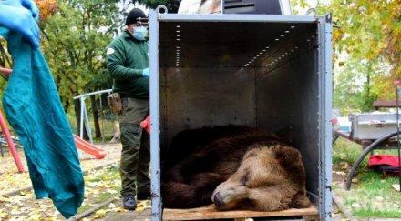 докараният северна македония мечок направи първите стъпки парк белица