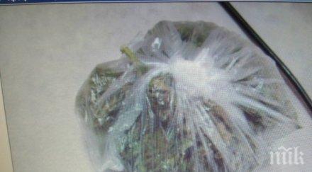 задържан едно кило марихуана твърди намерил тревата язовир цонево оставиха ареста