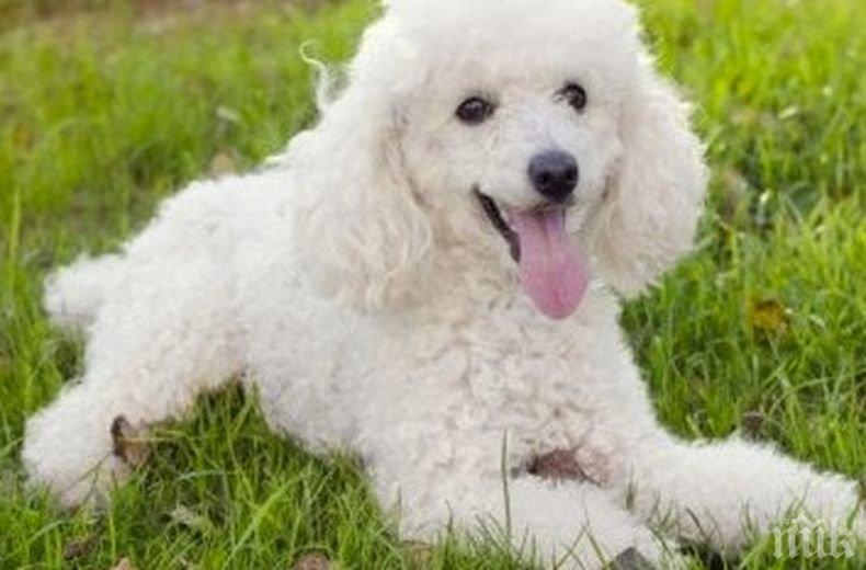 Пудел е първото заразено с коронавирус куче в Италия