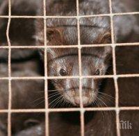 Норки избягаха от ферма - сеят животинска смърт в Старозагорско