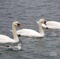И ТОВА СЕ СЛУЧВА: Лебеди спряха движението по пътя Созопол - Бургас (СНИМКИ)