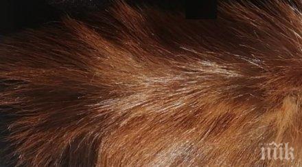 5500 животински кожи задържаха летище софия