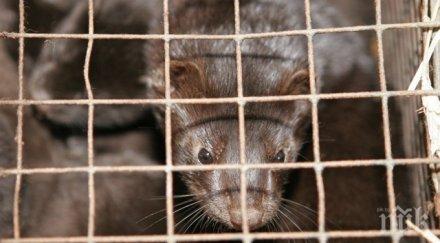 заради вируса гърция видяха сметката 1800 норки