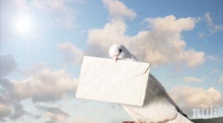 пощенски гълъб продаден търг рекордна цена