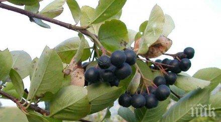 сокове два плода полезни първите дни заразяването covid