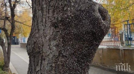 напаст липови дървеници гризат дупница