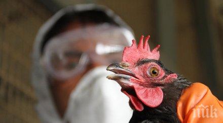 птичи грип настани белгия успоредно covid