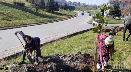 перник засадиха 1001 дръвчета