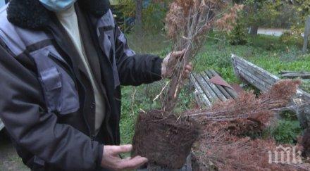 засадиха стотици дръвчета заедно саксиите разград