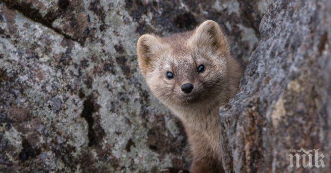 Дания се отказа да избие норките заради COVID-19