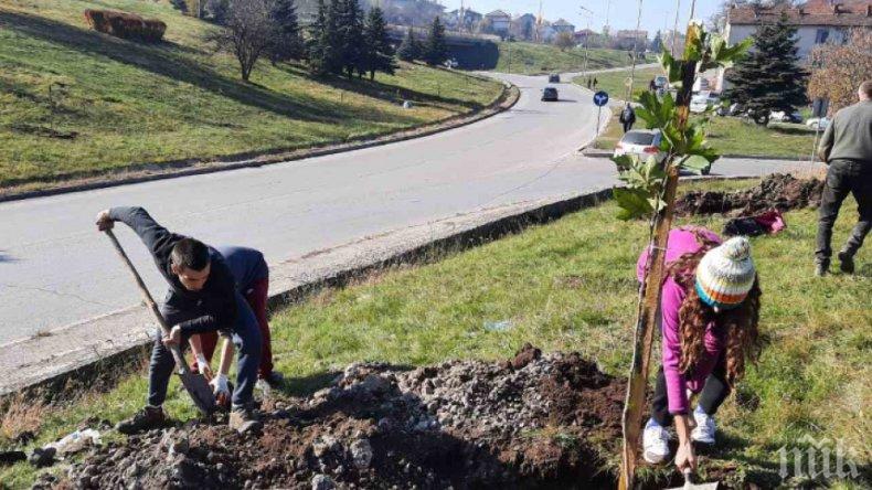 В Перник засадиха 1001 дръвчета