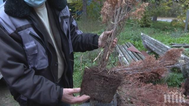 Засадиха стотици дръвчета заедно със саксиите в Разград
