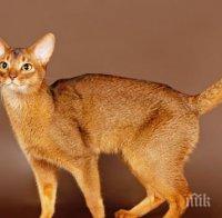 Ето кои са най-умните породи котки