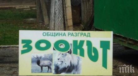 зоокътът разград получи лиценз следващите години