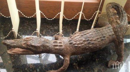 митницата варна продава препариран гущер