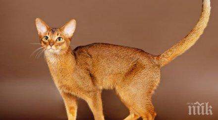 умните породи котки